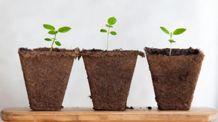 3 rastliny, ktoré pomôžu k zdravšiemu vzduchu v domácnosti